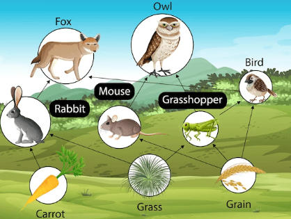 Difference Between Food Chain and Food Web_40.1