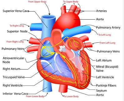 Human Heart Structure, Function, Diagram and Working_3.1