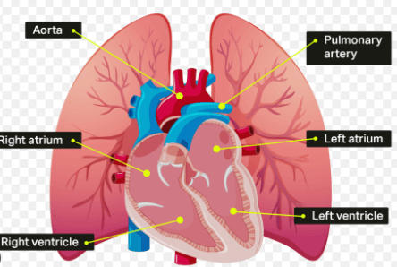 Human Heart Structure, Function, Diagram and Working_40.1
