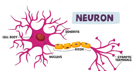 Neuron Definition, Function, Parts and Diagram_3.1