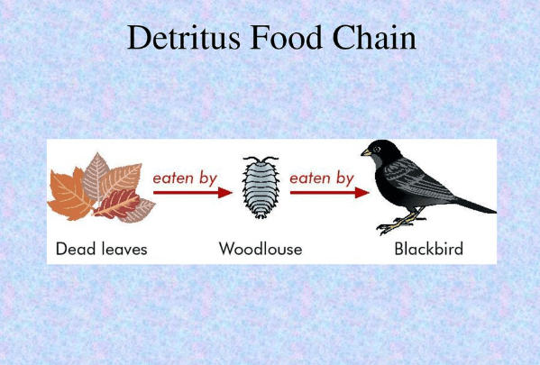 Food Chain: Definition, Types, Examples, and Diagram_60.1