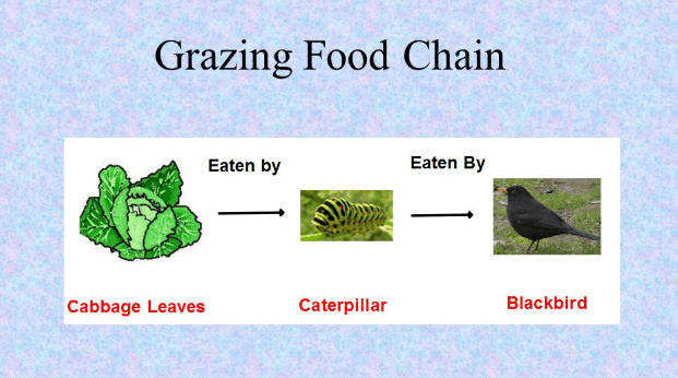 Food Chain: Definition, Types, Examples, and Diagram_70.1