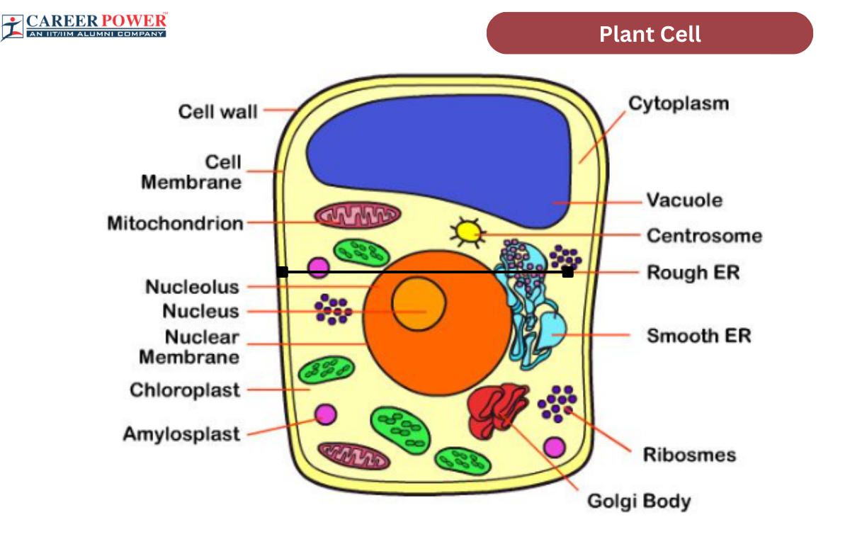 Plant Cell Diagram, Structure, Types and Functions_20.1