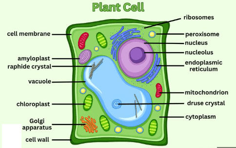 Labeled Plant Cell Diagram