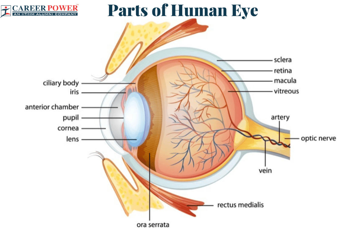 Parts of the Eye and Their Functions_20.1