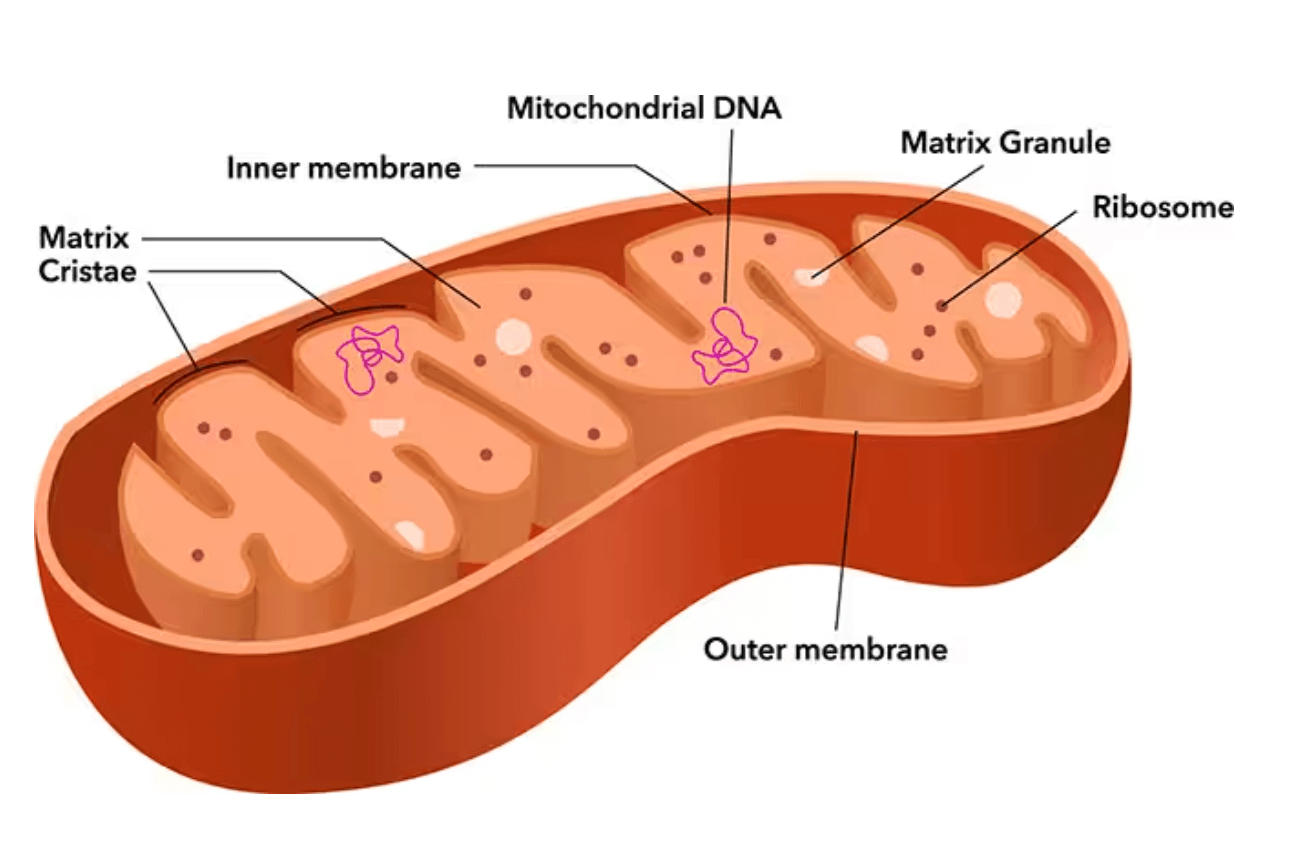 Mitochondria: Definition, Functions, Diagram, Structure and Parts_30.1