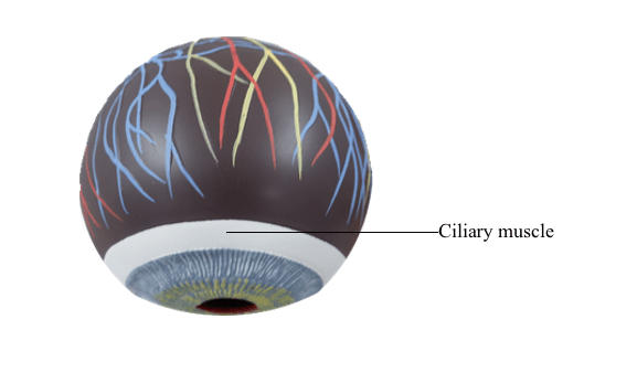 Parts of the Eye and Their Functions_7.1