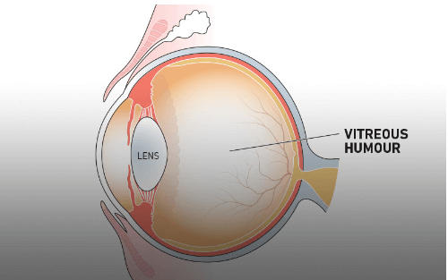 Parts of the Eye and Their Functions_110.1