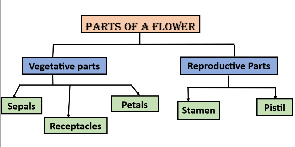 Parts of a Flower, Diagram and Functions_4.1