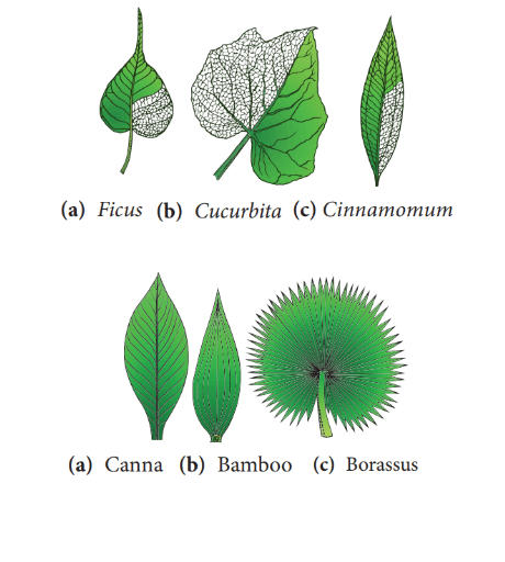Parts of a Leaf Their Structure and Functions with Diagram_70.1