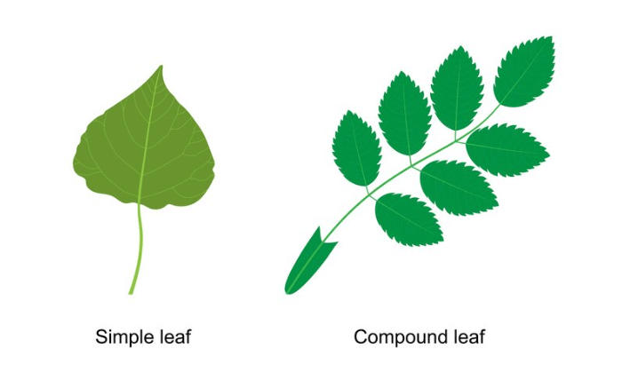 Parts of a Leaf Their Structure and Functions with Diagram_90.1