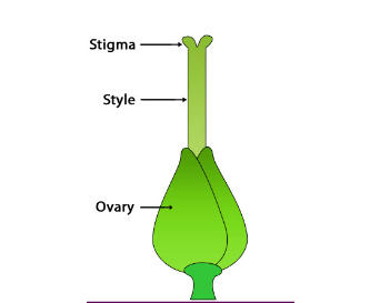ovary plant diagram