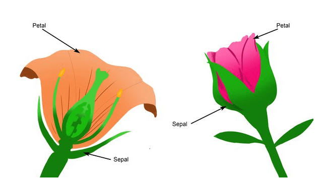 Parts of a Flower, Diagram and Functions_5.1