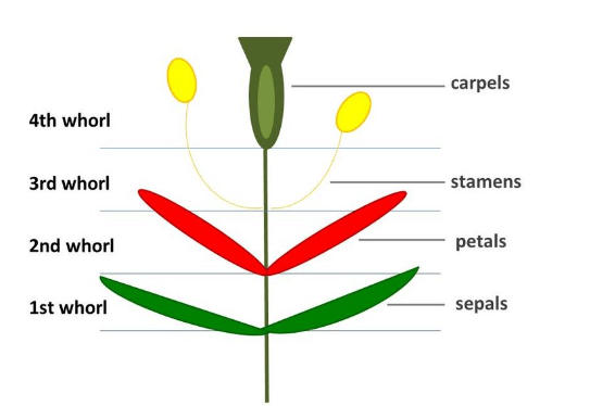 Parts of a Flower, Diagram and Functions_8.1
