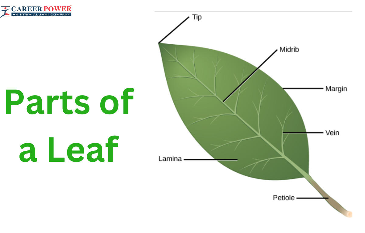 Parts of a Leaf Their Structure and Functions with Diagram