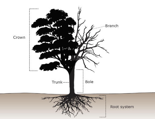 Learning Parts Of A Tree Education Worksheet Stock Illustration - Download  Image Now - Plant Bark, Root, Biology - iStock