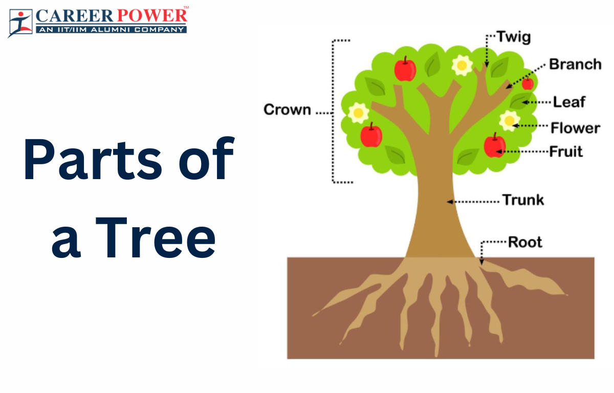 Parts of the tree online exercise for | Live Worksheets