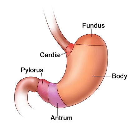 Parts of the Stomach and Their Functions_40.1