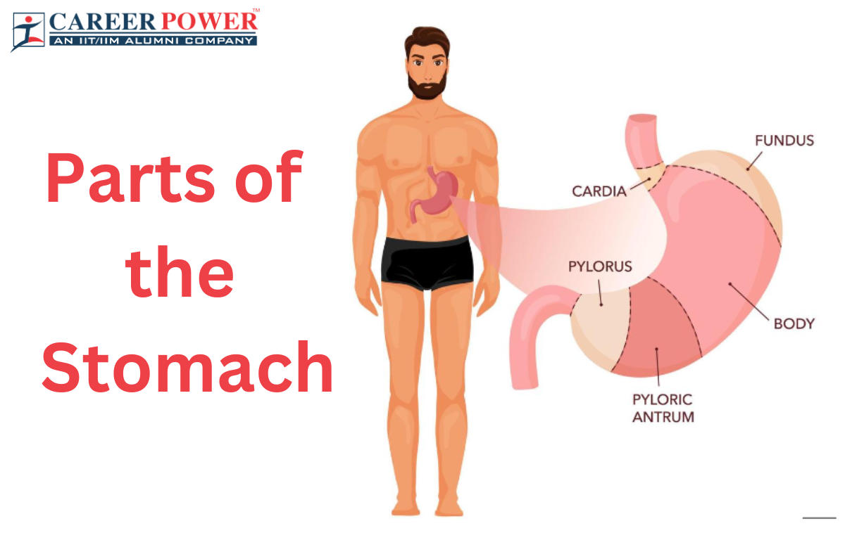 Parts of the Stomach and Their Functions
