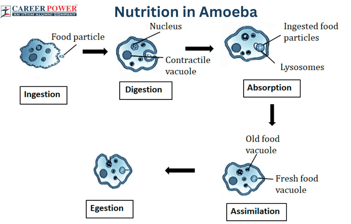 Nutrition in Amoeba