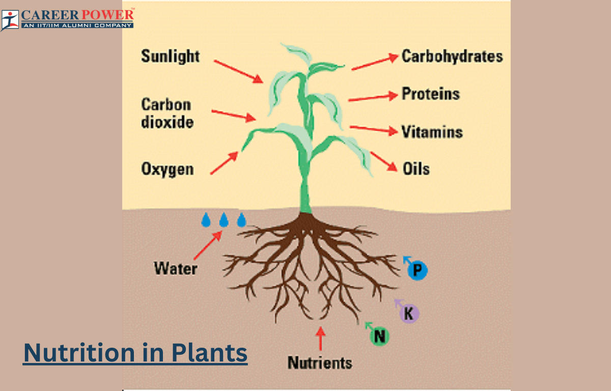 Nutrition in Plants_20.1