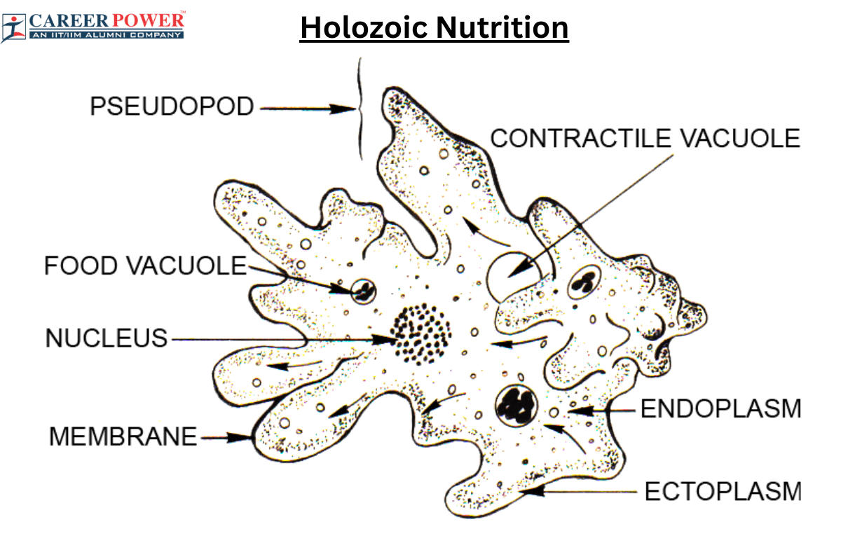 Holozoic Nutrition, Definition, Examples and its Process_20.1