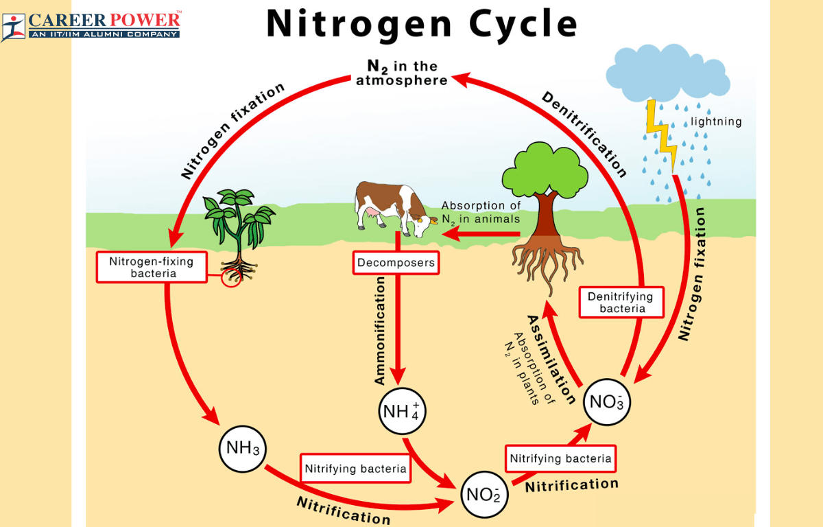 The nitrogen cycle (article) | Ecology | Khan Academy