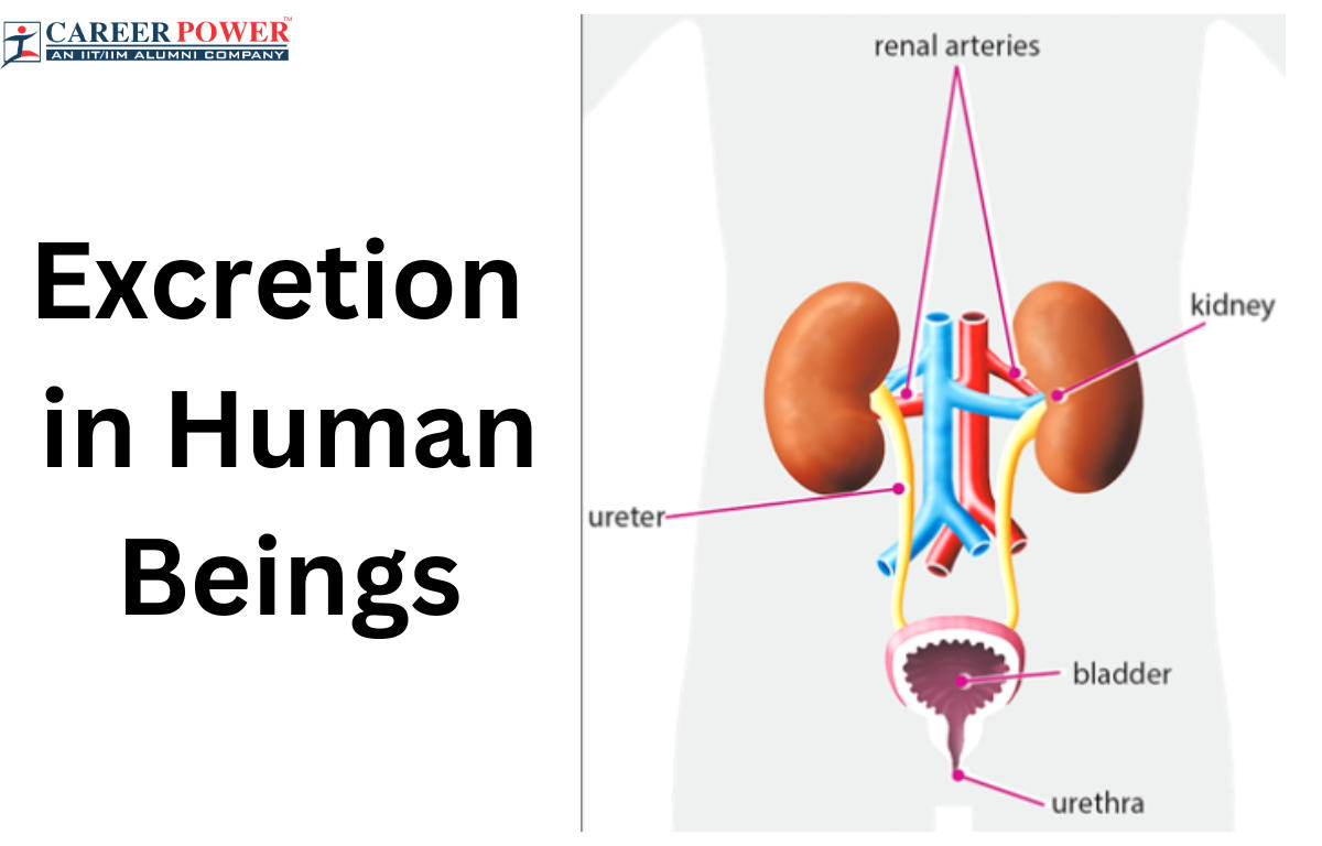Excretion in Human Beings and its Parts_20.1
