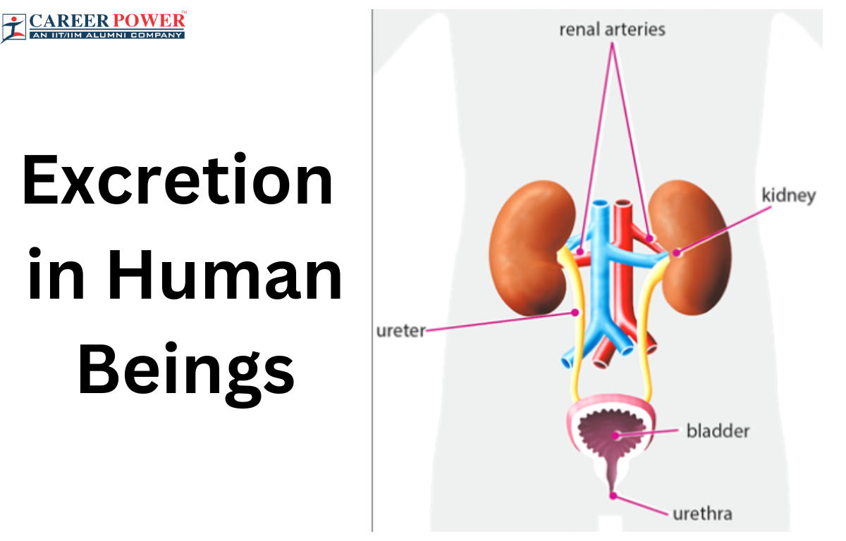 Excretion in Human Beings