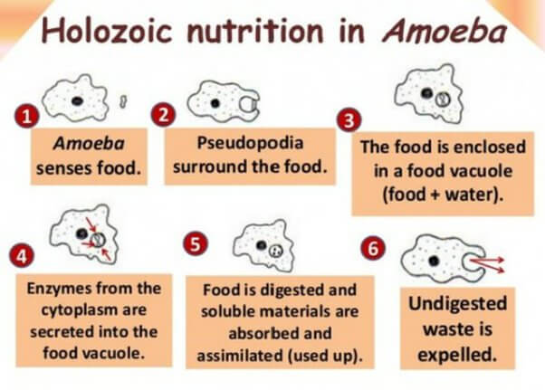 Holozoic Nutrition, Definition, Examples and its Process_30.1