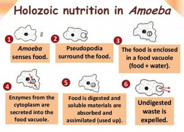 Nutrition in Amoeba, Mode and Complete Process_4.1