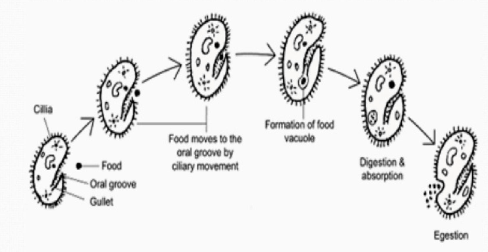 Holozoic Nutrition, Definition, Examples and its Process_4.1