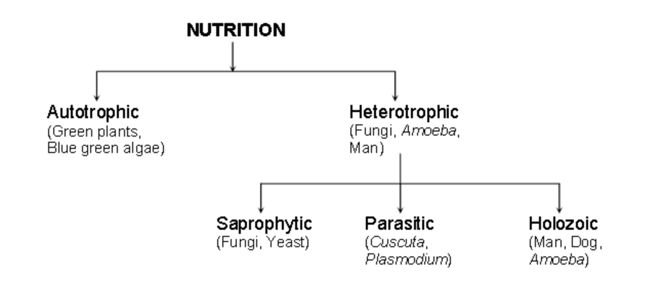 Nutrition Definition Types And Their Functions