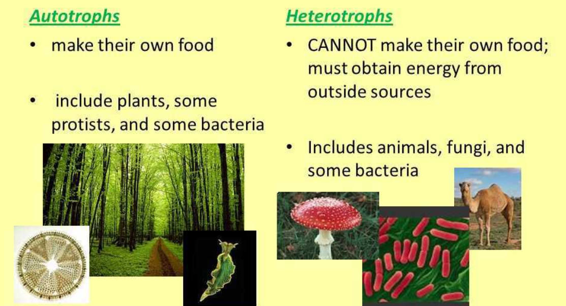 nutrition-in-plants