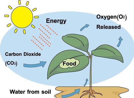 Nutrition in Plants_4.1