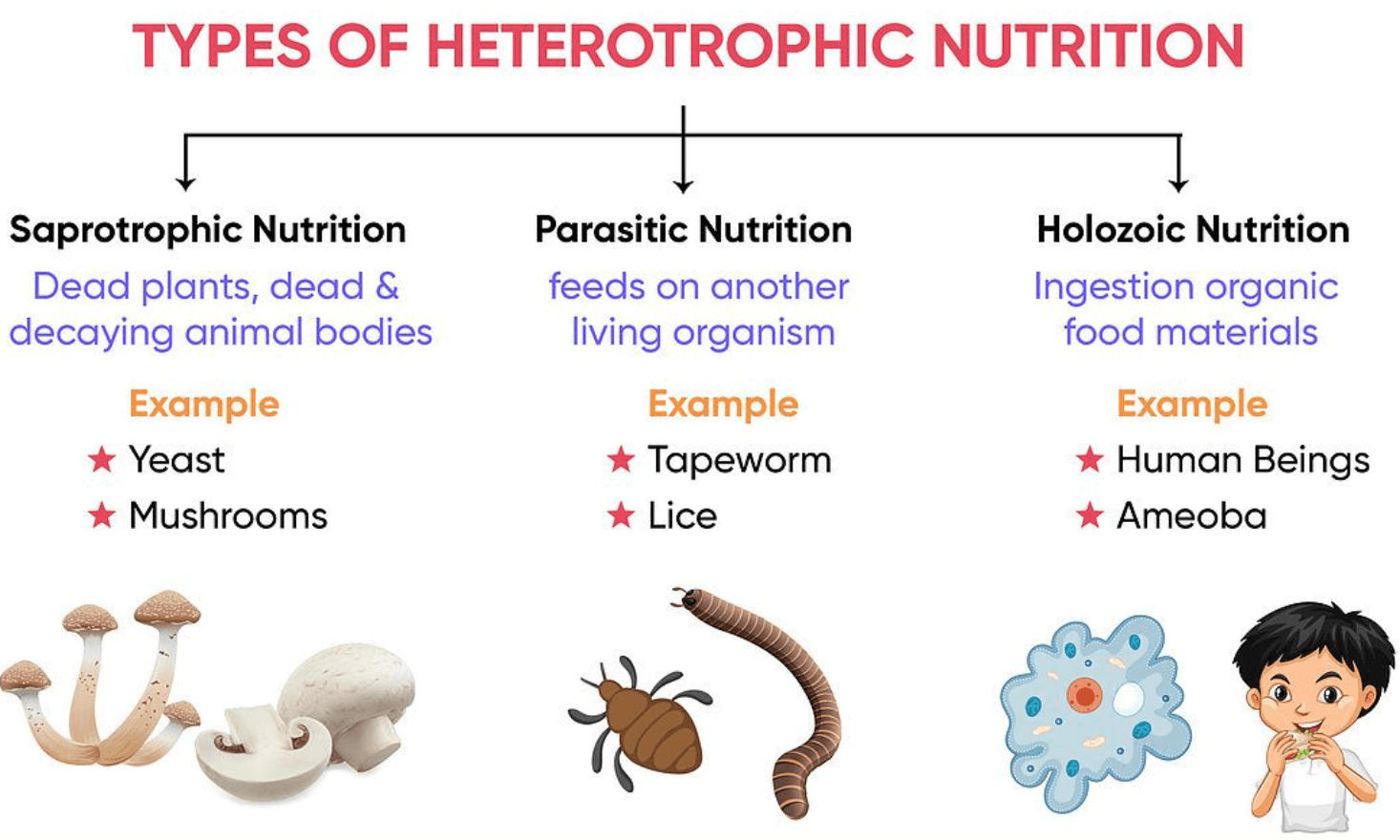 Nutrition: Definition, Types and their Functions_5.1