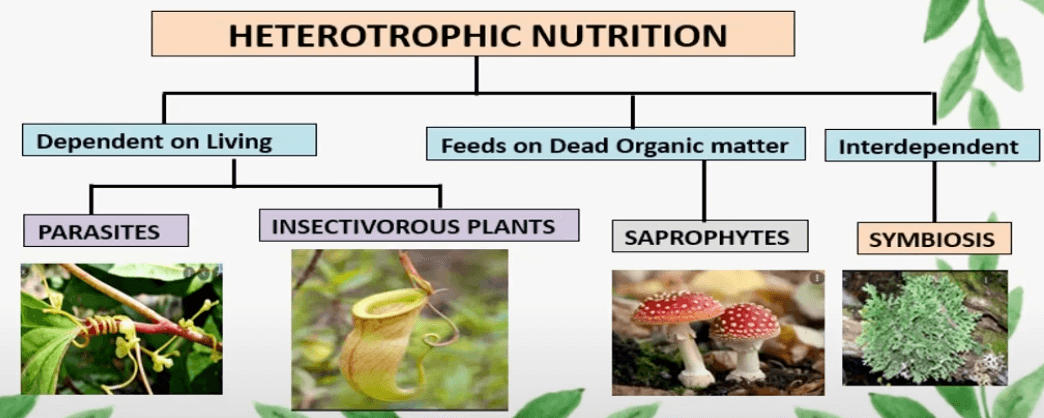 nutrition-in-plants