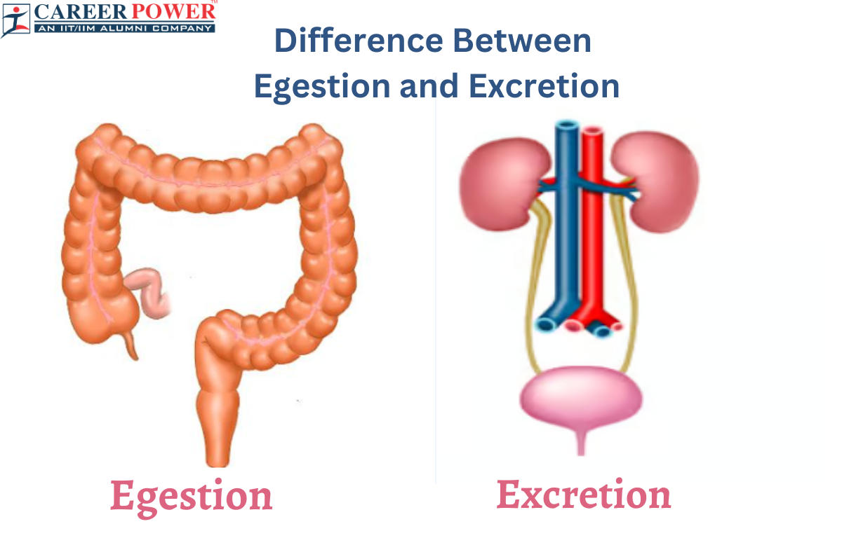 Difference Between Egestion and Excretion_20.1