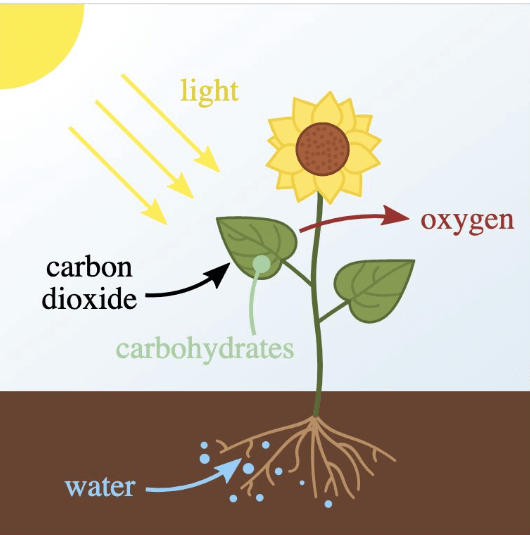 Autotrophic Nutrition Types and Their Function_3.1