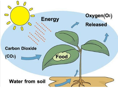 Autotrophic Nutrition Types and Their Function_4.1