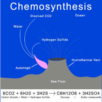 Autotrophic Nutrition Types and Their Function_5.1