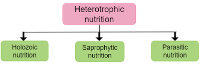 Heterotrophic Nutrition and it's Types_4.1