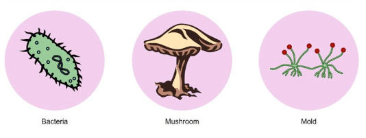 Heterotrophic Nutrition and it's Types_6.1