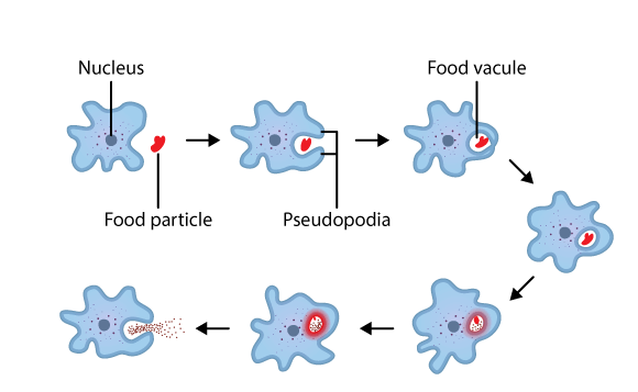 Heterotrophic Nutrition and it's Types_5.1