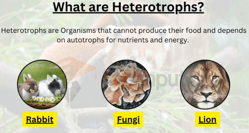 Heterotrophic Nutrition And Its Types