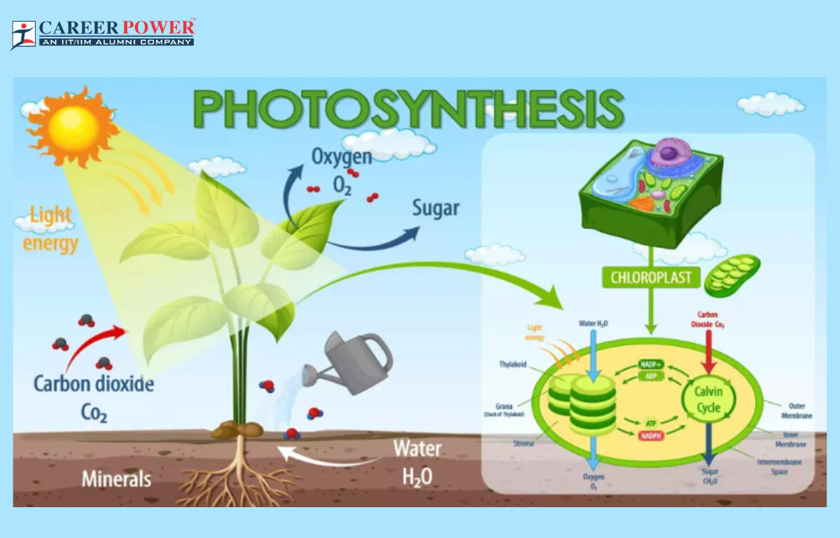 Photosynthesis in Higher Plants
