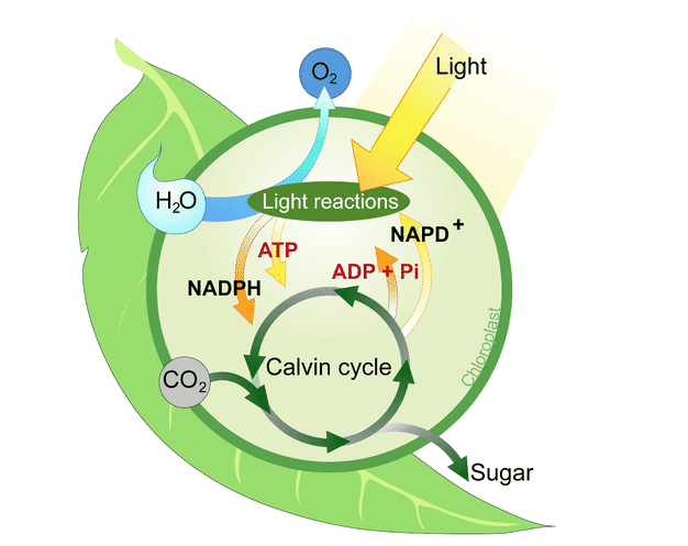 Photosynthesis in Higher Plants_3.1