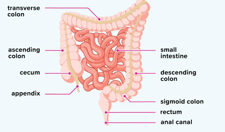 Large Intestine: Functions, Parts, and Diagram_30.1