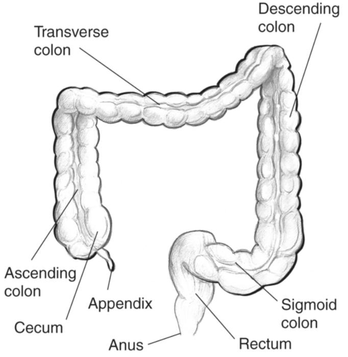 Large Intestine: Functions, Parts, and Diagram_40.1