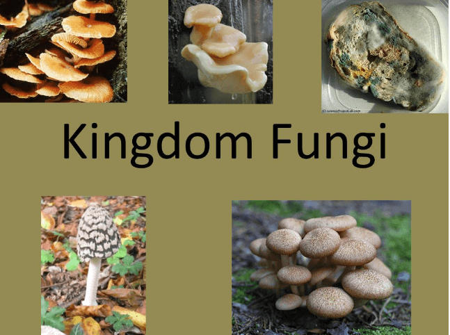 Kingdom Fungi Characteristics, Example, and Diagram_30.1